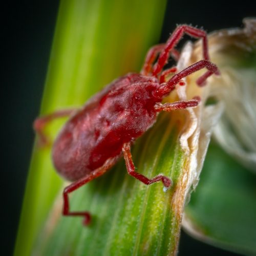 red-insect-on-green-leaf-2111834